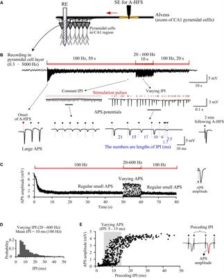 Small Changes in Inter-Pulse-Intervals Can Cause Synchronized Neuronal Firing During High-Frequency Stimulations in Rat Hippocampus